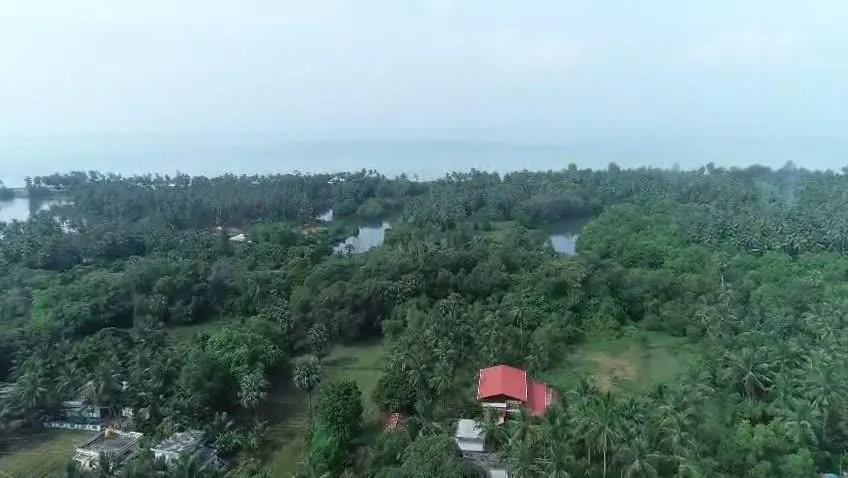Aerial of coconut canopy and water bodies toward the coast.
